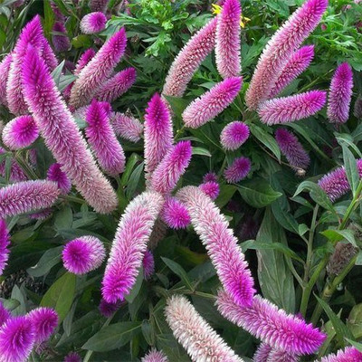 

Futaba Flamingo Cockscomb Seed(100 per packet)