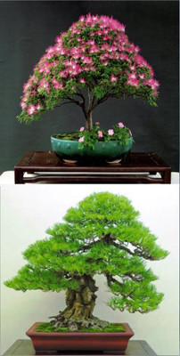 

Rainbow Spring Seeds Bonsai Mimosa Silk Tree Albizia Flower And Pinus Thunbergii Tree Seed(10 per packet)
