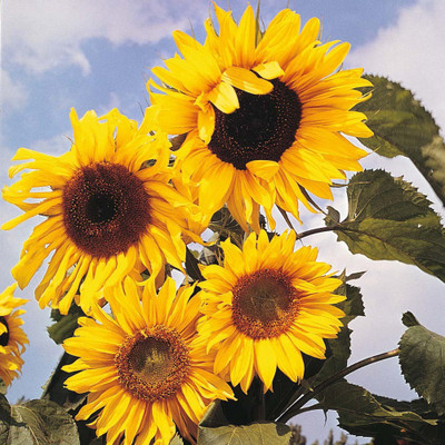 Bio Kisan Flower Seed(20 per packet)
