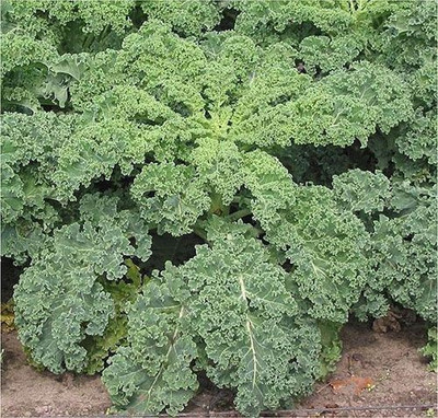 

National Gardens Blue Curled Vates Kale Seeds by National Gardens Seed(100 per packet)