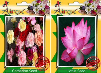 Airex Carnation, Lotus Seed(15 per packet)