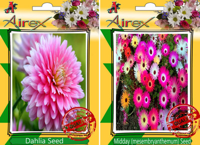 

Airex Dahlia, Midday Seed(25 per packet)