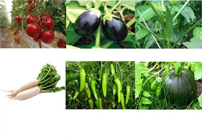 

VGreen Organic Seeds Seed(25 Per Packet)