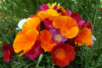 

Saaheli Flower seeds Seed(10 per packet)