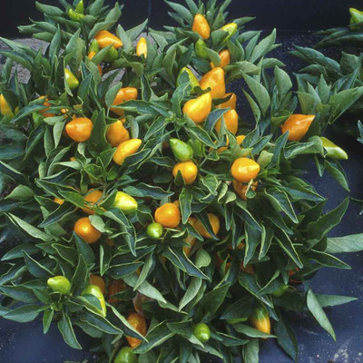 

Biocarve Ornamental Chilli Choice Seed(50 per packet)