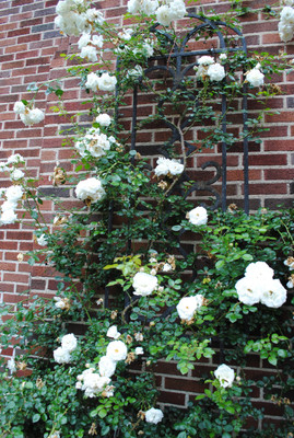 

Saaheli Rose Seed(10 per packet)
