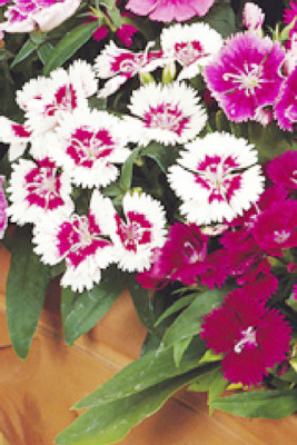 

Seedlings India Dianthus Baby Doll Mixed Hybrid Seed(60 per packet)