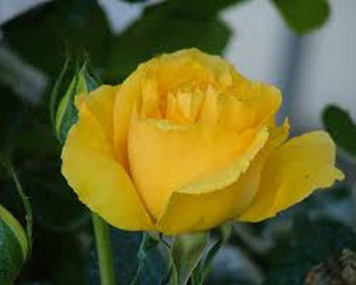 

GREENZ Rose Seed(10 per packet)