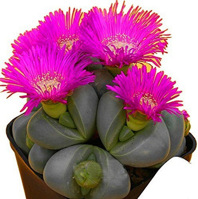 

Futaba Rare Cactus Flower Seeds Seed(100 per packet)