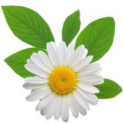 

Raunak Seeds Chamomile Seed(50 per packet)
