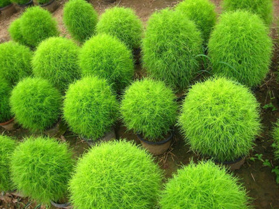 SaaHeli Kochia Seed(20 per packet)