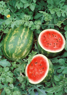 

Real Seed Watermelon Seed(10 per packet)