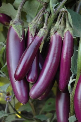 

National Gardens Long Purple Brinjal Seeds by National Gardens Seed(100 per packet)