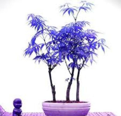 ROSEMERC MAPLE Seed(10 per packet)
