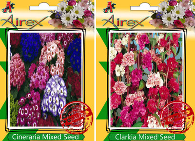 

Airex Cineraria Mixed, Clarkia Mixed Seed(30 per packet)