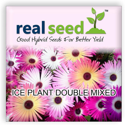 

Real Seed Ice Flower Seed(150 per packet)