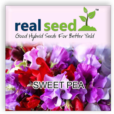 

Real Seed Sweet Pea Seed(10 Per Packet)