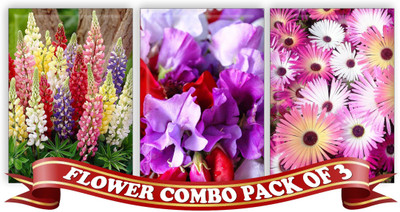 

Real Seed Flower Combo Pack – Lupins Mixed, Sweet Pea, Ice Plant Double Mixed F1 Hybrid Seed(150 Per Packet)