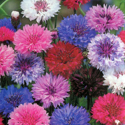 

National Gardens Polka Dot Flower Seeds by National Gardens Seed(100 per packet)