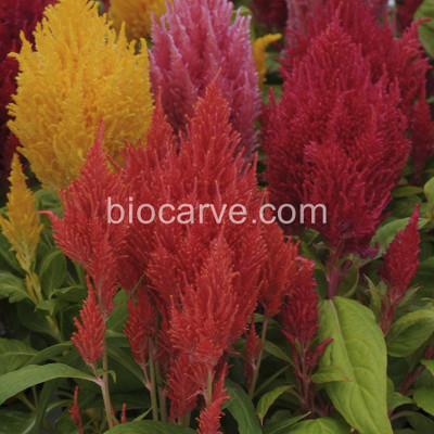 

Biocarve Celosia Icecream Seed(20 Per Packet)