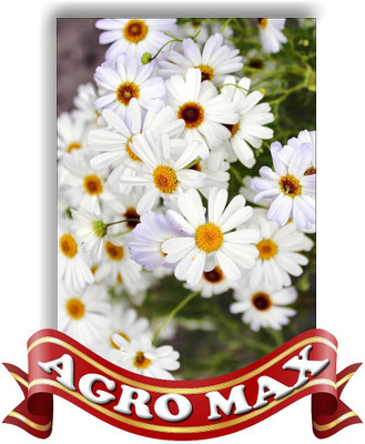 

AGRO MAX BRYCHECOME Seed(50 per packet)