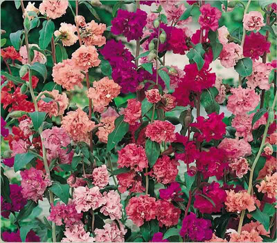 Airex Clarkia Mixed Seed(15 per packet)