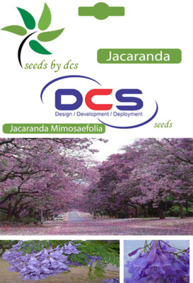 

DCS Jacaranda Seed(25 per packet)