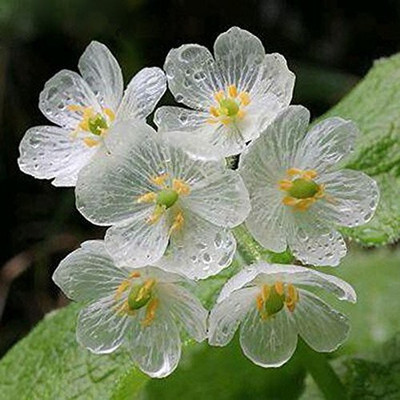 

Futaba Clear Flower Seed(20 per packet)
