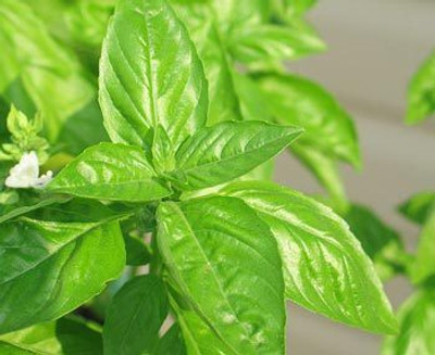 

Raunak Seeds Basil Seed(50 per packet)