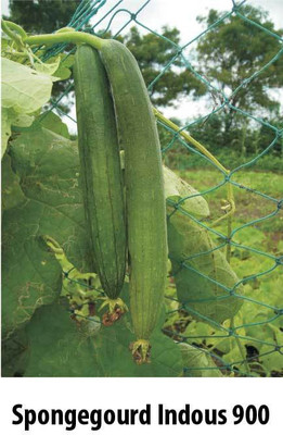 

Indous Agriseeds Sponge gourd seeds Seed(100 per packet)