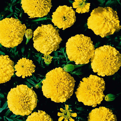 

Saaheli Sunflower Seed(10 per packet)