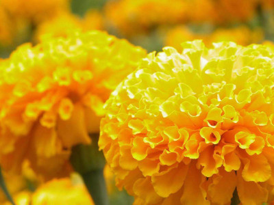 

Amir Enterprises Marigold Seed(20 Per Packet)