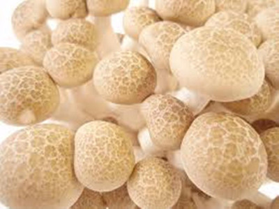 ROSEMERC mushrooms Seed(20 per packet)