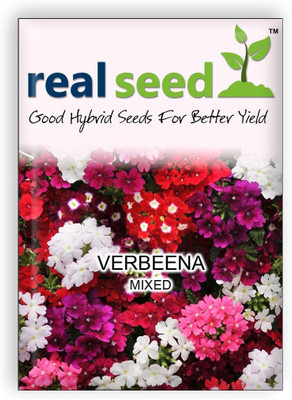 

Real Seed Verbeena Flower Seed(15 per packet)