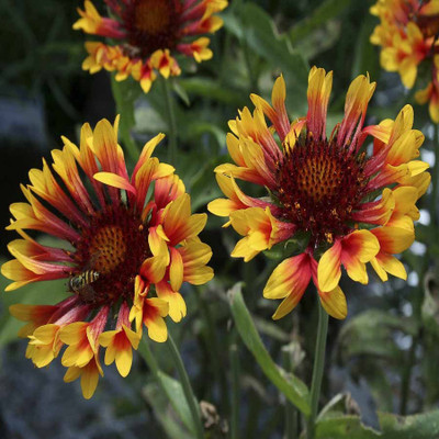 

Biocarve Gaillardia aristata Mix Seed(100 per packet)