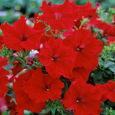 

NATURAL LIVE Petunia Fanfare Red Seed(1 per packet)