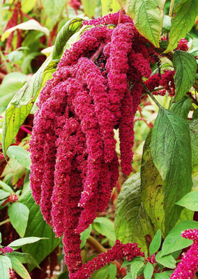 

Real Seed Amaranthus Seed(50 per packet)