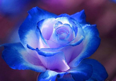 

Priyathams Beautiful ROSE Blue Dragon Indoor/Outdoor Plant Seed(15 per packet)