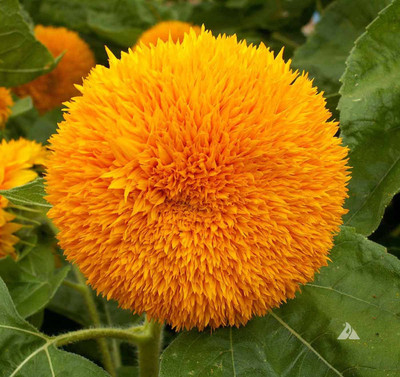 

Farm Seeds Sunflower Seed(100 per packet)