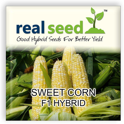 

Real Seed Sweet Corn Seed(5 per packet)