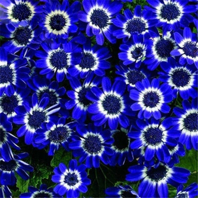 

Futaba Blue Cineraria Flower Seed(100 per packet)