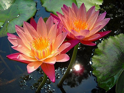 

Futaba Rare Orangish Reddish Bowl Lotus Seeds Seed(5 per packet)