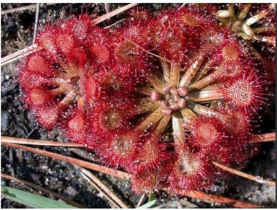 

National Gardens Sundew - Drosera capillaris 'South America' Seed(5 per packet)