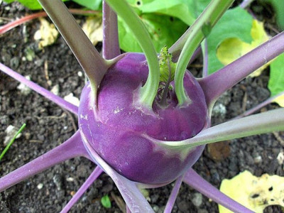 

National Gardens Exotic Purple Kohlrabi Seeds by National Gardens Seed(100 per packet)