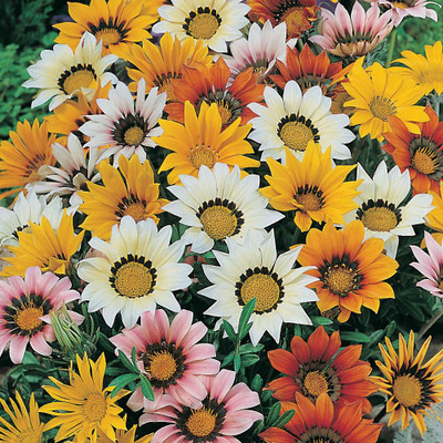 

Amir Enterprises gazania Seed(20 per packet)