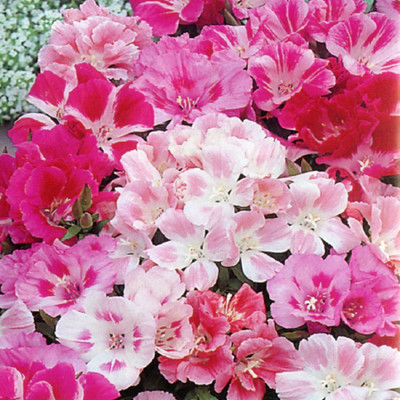 

Biocarve Godetia azaleaflora mix Seed(50 per packet)