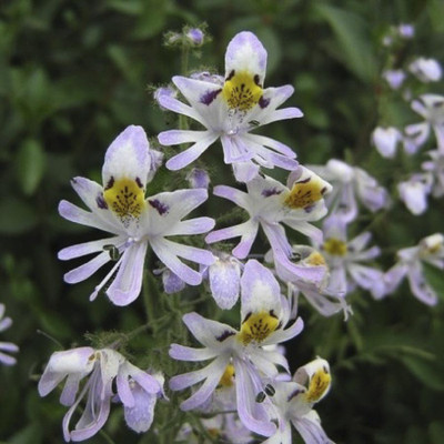 

Biocarve Schizanthus pinnatus Seed(50 per packet)