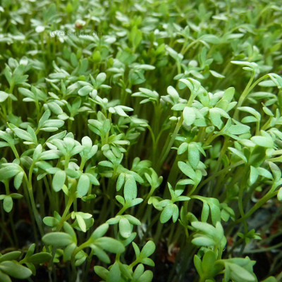 

Biocarve Cress Common Seed(50 per packet)