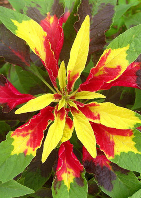 

Real Seed Amaranthus Tricolor Hybrid Seed(50 per packet)