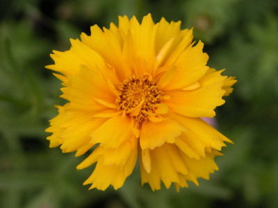

Bio Kisan Flower Seed(25 per packet)